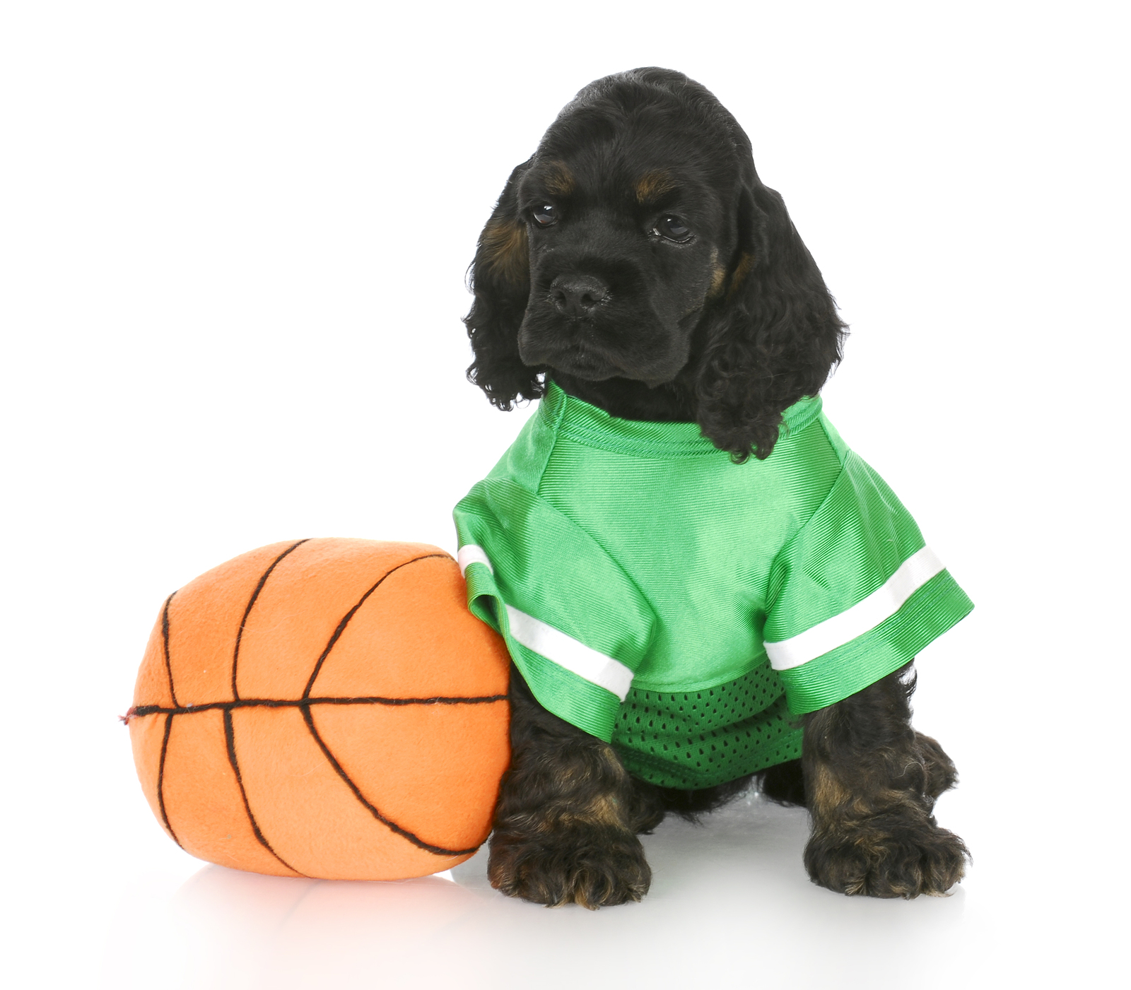 Dog in basketball uniform