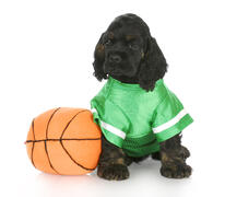 Dog in basketball uniform